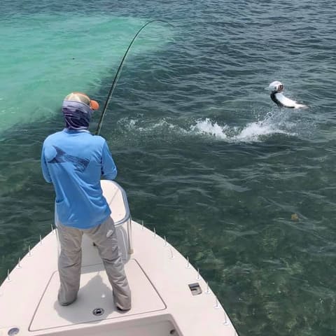 Angler on the bow fighting a tarpon as it jumps over the shallow flat