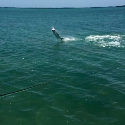 Fly angler hooked up as a tarpon jumps in the distance