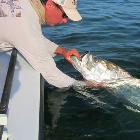 Guide reaching over the gunwale to revive a tarpon