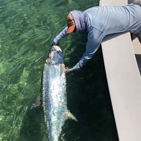Tarpon being revived over green water at the side of the skiff