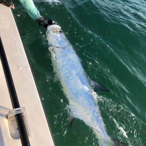 Tarpon alongside the boat, ready for release