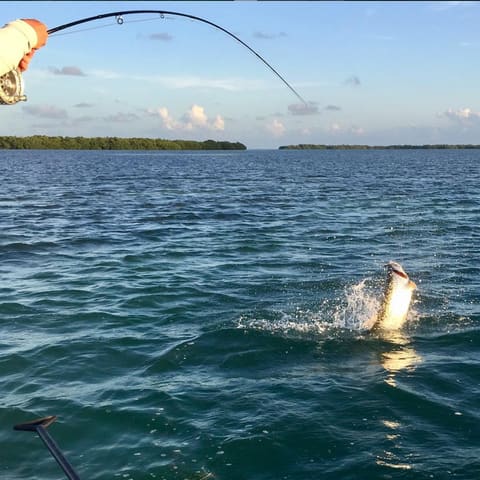 Tarpon thrashing at the surface on a bent rod at sunrise near the mangroves