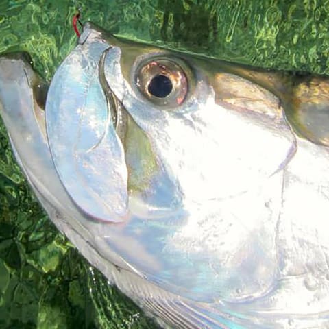 Close-up of a tarpon's head and silver scales