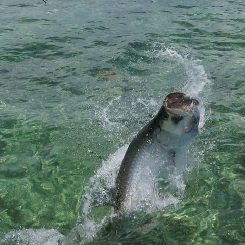 Tarpon jumping close to the boat in clear green water
