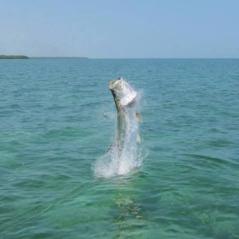 Tarpon jumping clear of the water on an open flat