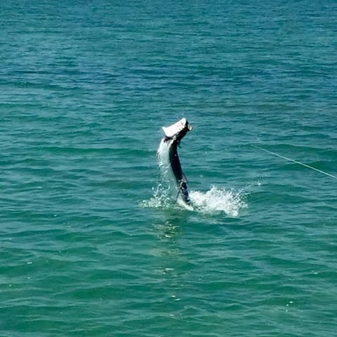 Tarpon jumping in green water