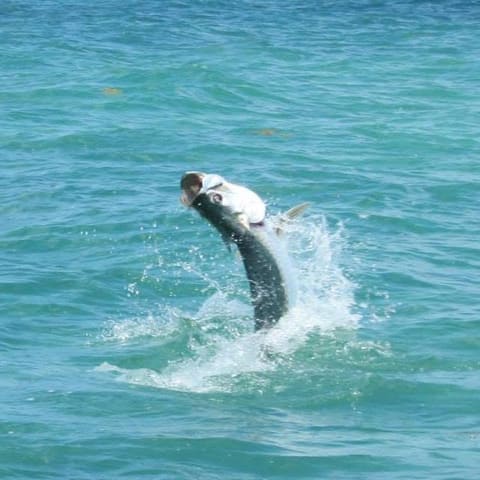 Tarpon leaping out of turquoise water
