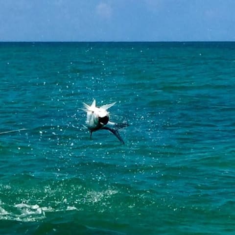 Tarpon breaking the surface in a spray of white water