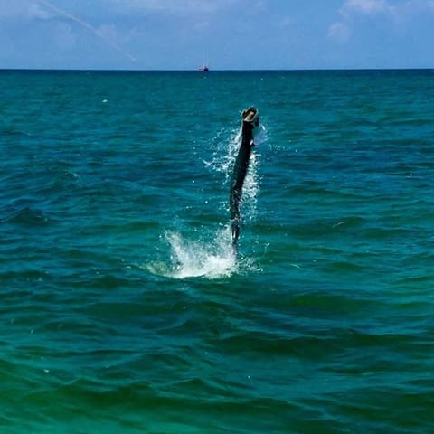 Tarpon jumping straight up out of the water